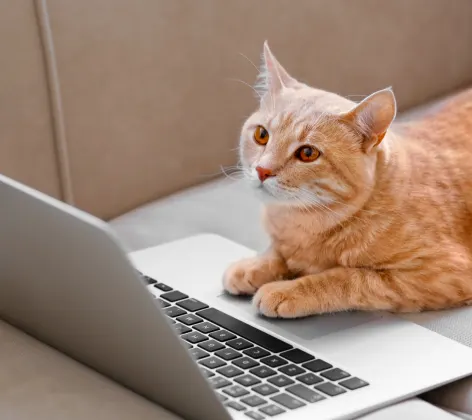 A cat laying on couch with its paws on the laptop looking at the screen